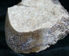Agatized Dinosaur Bone Chunk (Polished) #6966-2